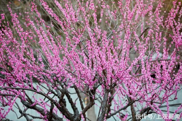 春花|申城春早，樱花渐入佳境，静安雕塑公园上演“梅樱争春”