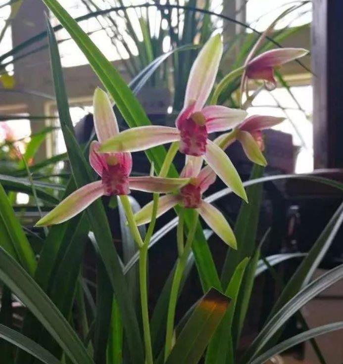 4种花很爱开花,一养就“花开满盆”,漂亮又好养活!