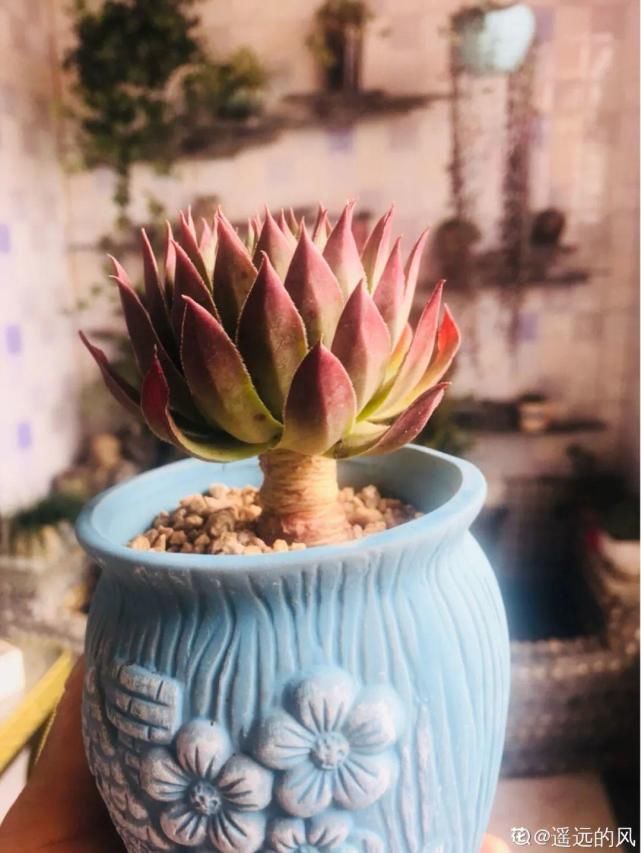 一入肉坑深似海，越养越上瘾