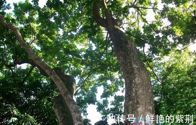 官帽椅&20多吨的黄花梨就出了17件家具,标价1.9亿,卖了5年都卖不出去!