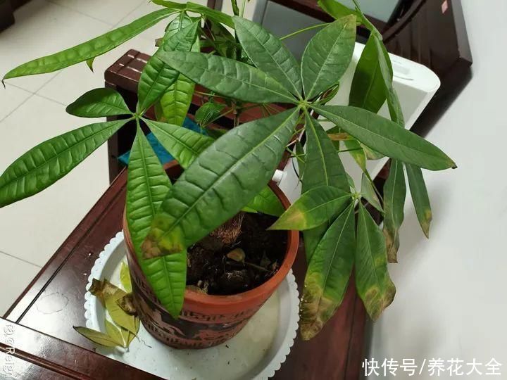 仙人球|9种花最怕下雨天，一淋雨就死，太心疼了