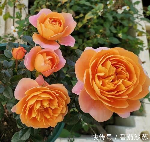 大花微月|都是月季,为啥这个品种尤其“优秀”,适合阳台党盆栽?