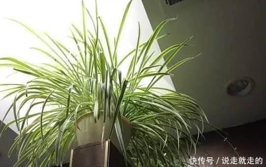 吊兰为什么要剃头?怎么剃?剃了怎么养?