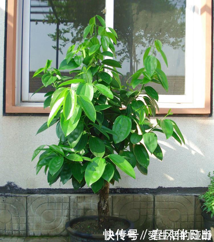 养花|聪明人客厅养花,首选“6种”盆栽,好养好看,家人身体越来越好