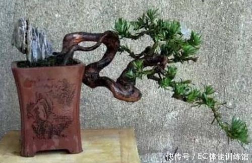 修剪|不值钱的“小树苗”,养几年越来越有“富贵气”,1盆上万元!