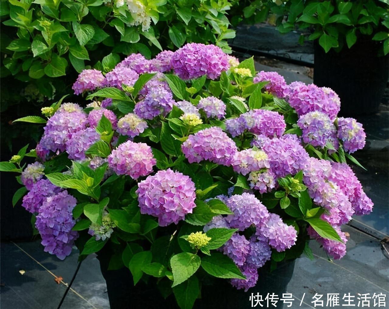 秘密|绣球老桩的“秘密”,识货人都不买,白给也不要