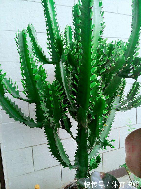 龙骨剪个叉，沾土就生根，长到“比人高”，放在门口最镇宅