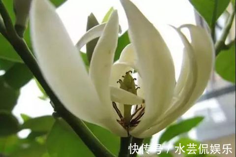 香水|卧室里养上“白兰花”，身上自带花香味，再也不用买香水了！
