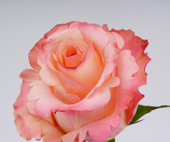 “精品玫瑰”甜蜜,似糖果般甜蜜,含苞待放,可以说是养花必备