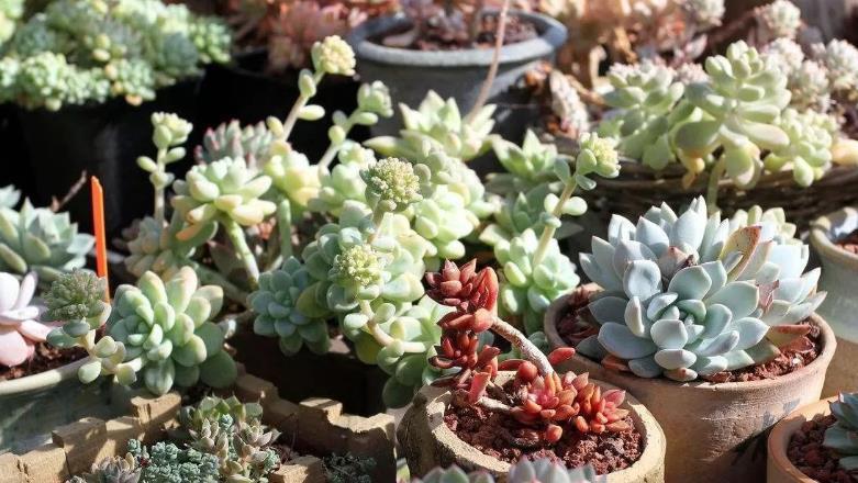 养殖|想给多肉提升颜值?挑选花盆注意这3细节,盆栽美美哒