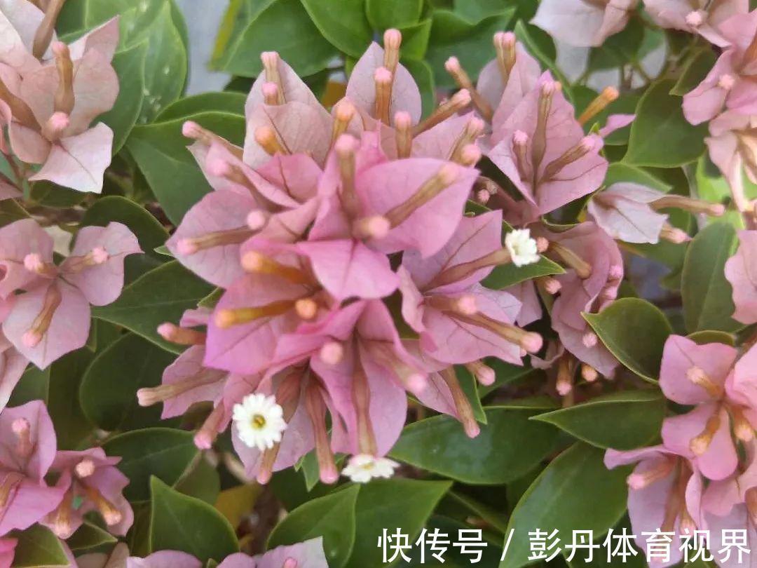 叶子|十月养这花,撸叶子、少浇水,10天冒出大花苞!