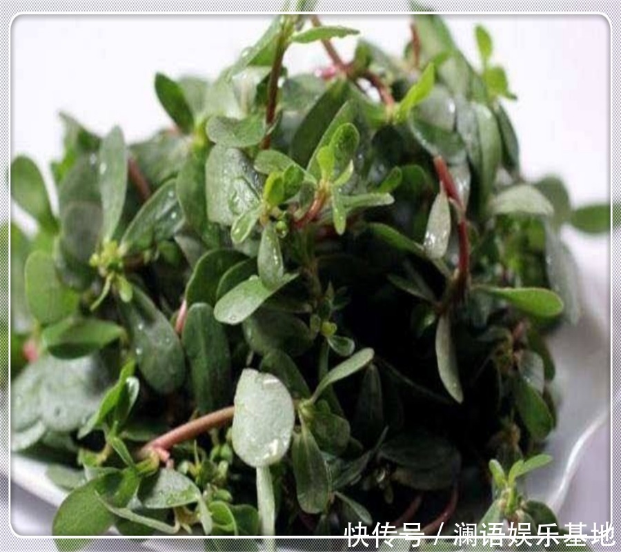 就可以|马齿苋这样做太香了,不炒不凉拌,一人吃一盘,比吃肉还香