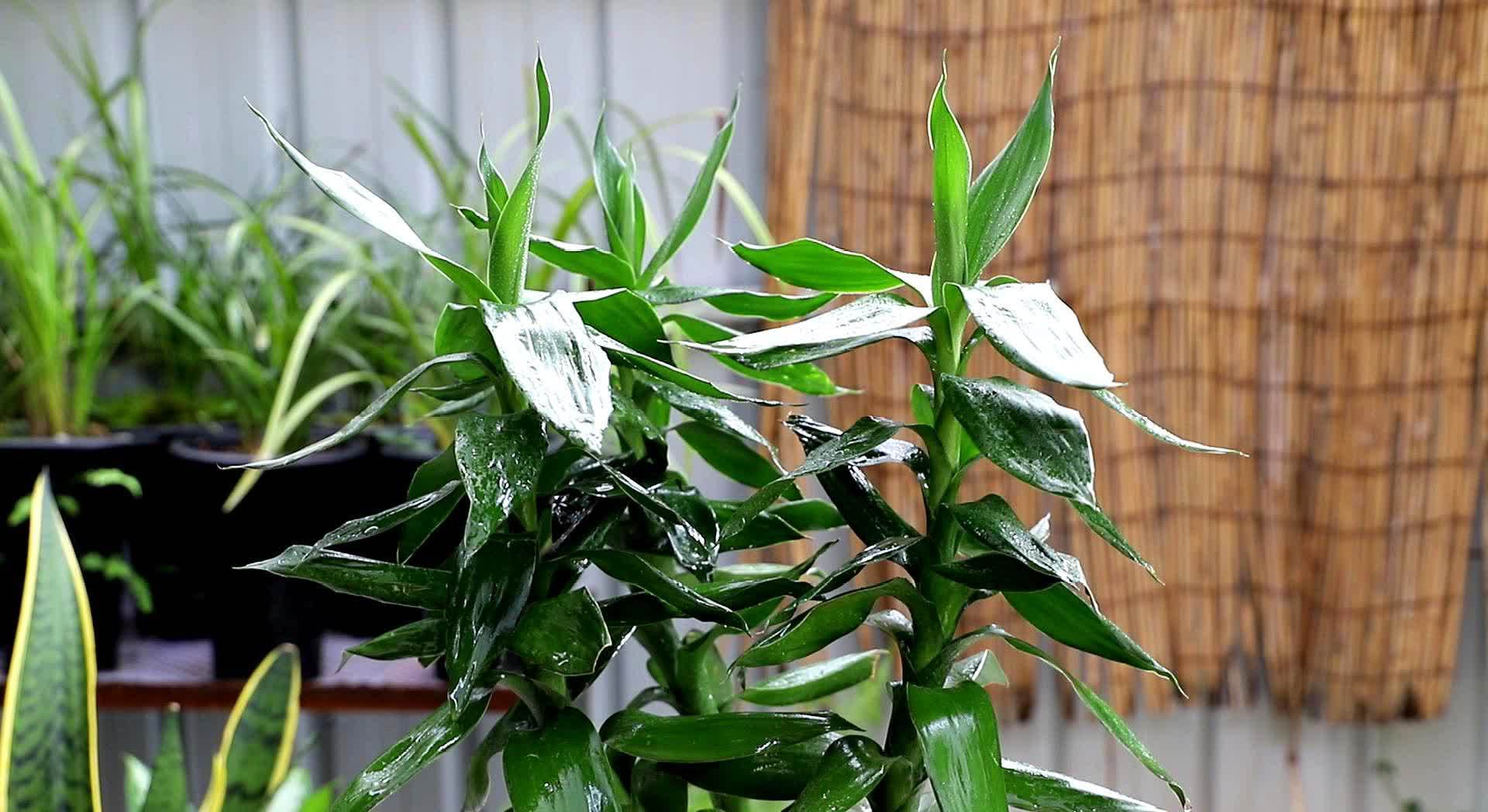 富贵竹四季常绿,这几个知识点要知道,学一学