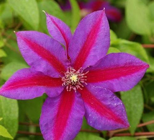  佳品|超美艳的3种花，观赏价值很高，种植容易，是盆栽佳品