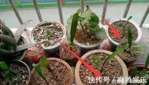 老花匠|养花别只会傻傻浇水，老花匠教你1诀窍，让家里盆栽油光发亮