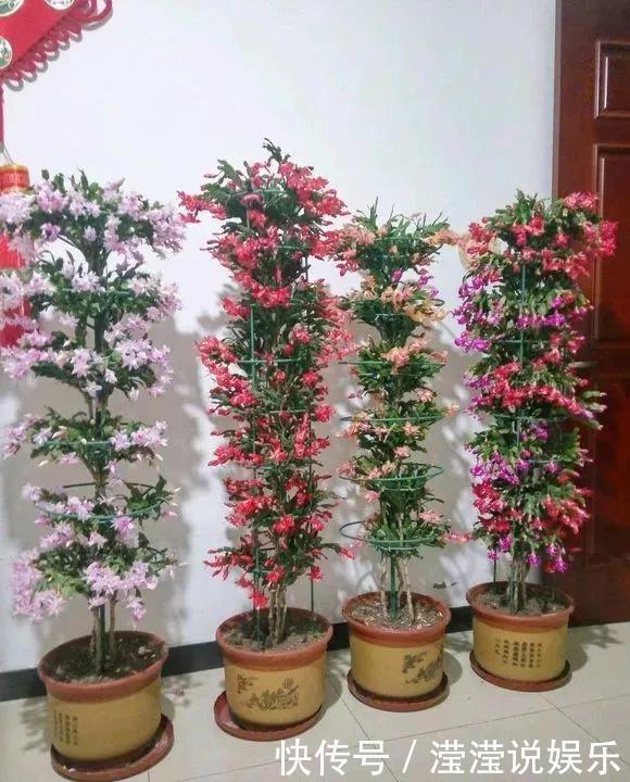 6种花是“老酒鬼”,1个月喝2杯,叶子油亮亮,花苞冒不完