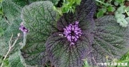 活血|農(nóng)村35一斤的癩蛤蟆草，能活血止痛，價值珍貴，卻沒有多少人知曉