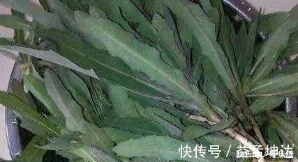 皇帝|这种野草皇帝都吃过,若见到不要再当普通杂草,它的作用可大了