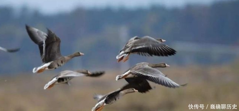 王维$王勃在重阳节独自登高,信手拈来写下一首诗,感动了无数游子!