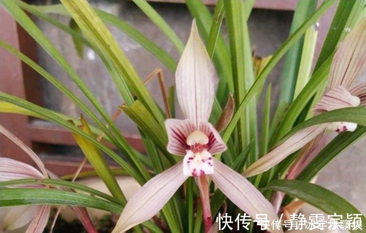 兰花爱喝这种“催花水”,什么淘米水、过期药都不如它,简单实用