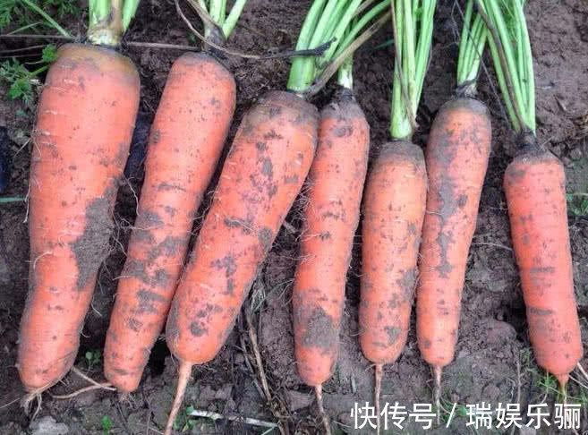 夜盲症|此物被称为“视力药”,近视孩子多吃,缓解眼疲劳,比“药”管用