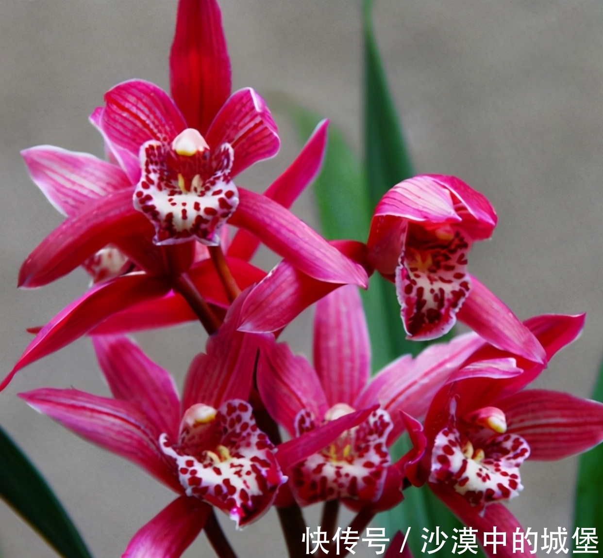 11月,此兰花可以“闭眼入手”,号称零差评,色彩艳丽,兰香浓郁