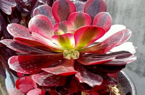 法师多肉一碰就掉叶子?两种原因和对应的处理方法,看看就学会了