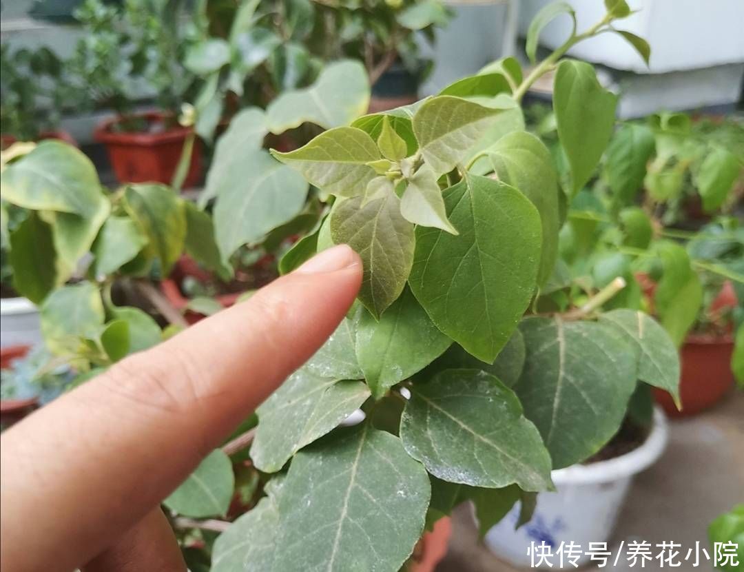 孕蕾|秋天养三角梅，勤用1种肥，促进植株孕蕾开花