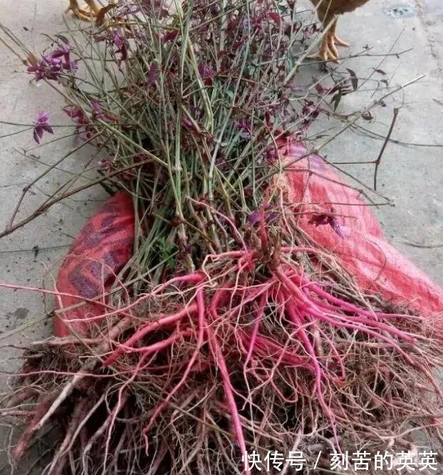 野生植物|农村一种野生植物,是很好的中草药,吃了力大如牛,现在很少见