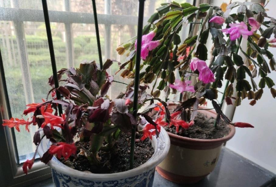 阳台上|7月养殖蟹爪兰,早点告别这3个习惯,盆栽才能安全度夏