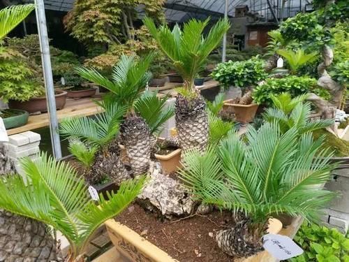 内脏|冬天养花埋点它,开春就疯长,1年不施肥一样绿油油!