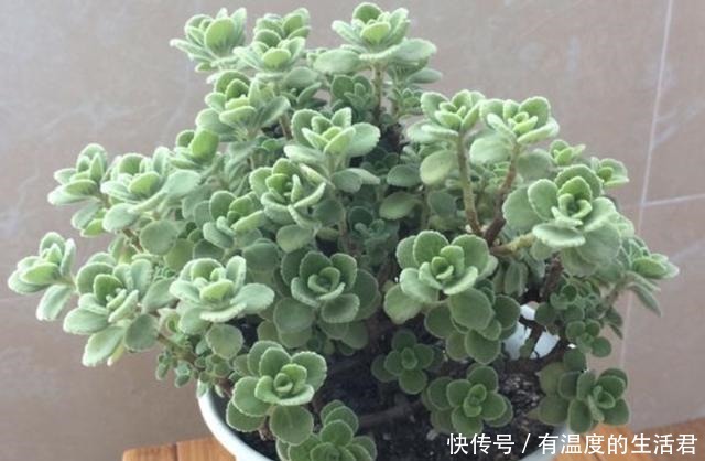 客厅异味重不用喷香水,放上“1种花”,一整年有“香气”,值!