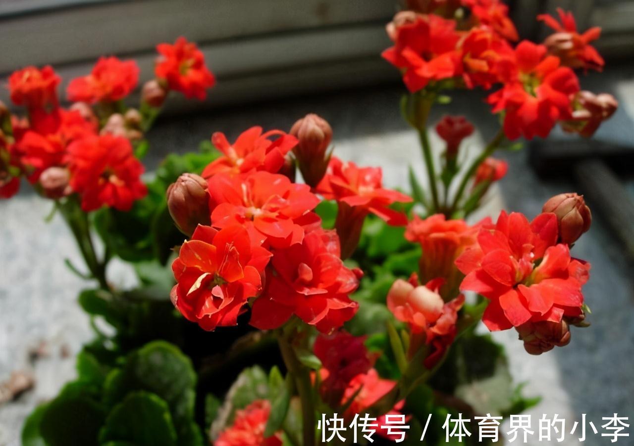 大爷养长寿花，土里埋根它，长寿花蹭蹭狂长，一盆开花几十朵