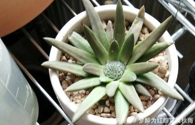 过年回老家,看看屋顶,有没有“房神”这可不是野草,这是福气