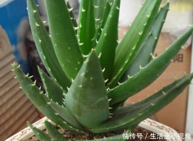 家中养芦荟,做好这“3点”后,新芽蹭蹭往外冒,叶子爆盆观赏强!