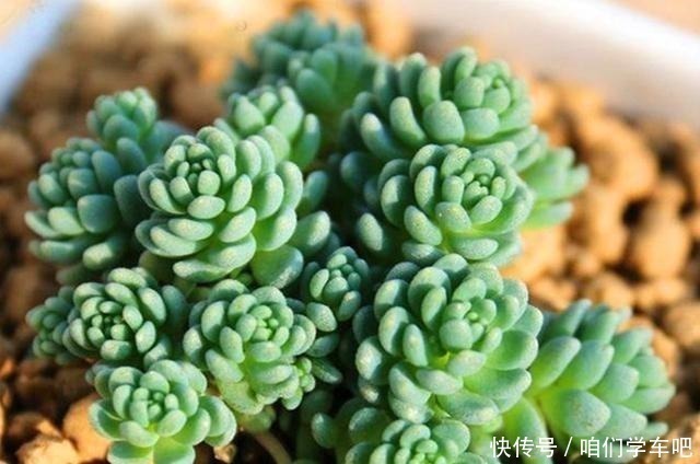 多肉|多肉植物里的“六大美人”，我家养了几棵，有些确实难养！
