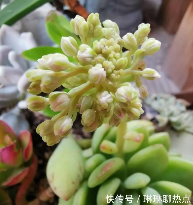 蓝豆|6种越晒越香的多肉植物！