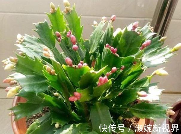 时间点|扦插蟹爪兰,掐准“时间点”,根系嗖嗖窜,养出“杠杠厚”好叶片