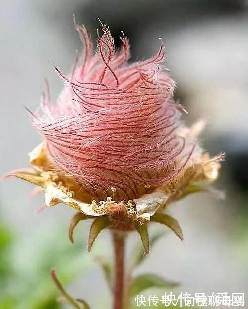 花朵|神奇!这个开花树居然可以长成这样震撼世人!真是太美了