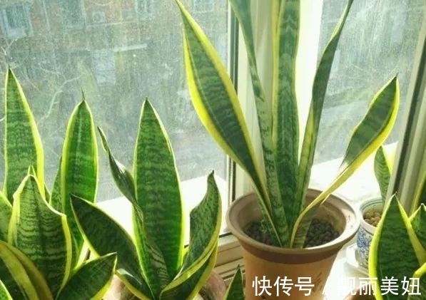 植物|天冷养花，早晨别做这几件事，植物才会感激你哦