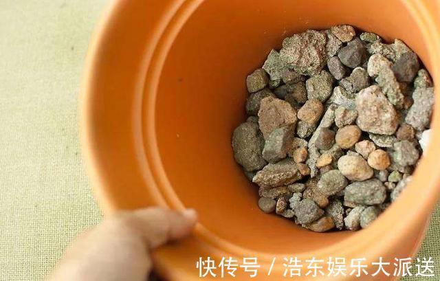 结积水|盆土板结积水怎么办3个“步骤”就解决，盆土疏松肥沃，根系旺