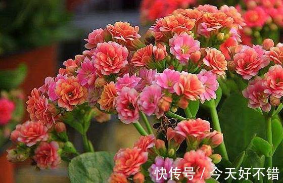 淘米水中加3种料，植物叶片翠绿，花朵蹭蹭冒不停，快瞧瞧吧