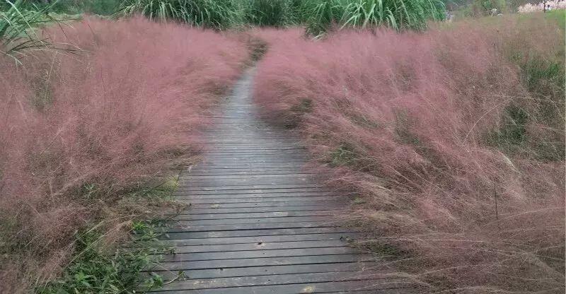 太美了这些草比花还漂亮,第一种就迷倒很多人