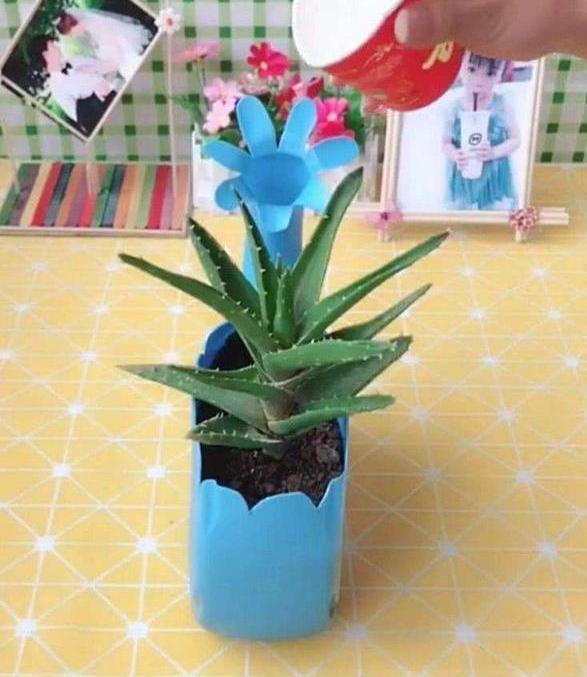 洗衣液桶如何制成养花神器这样几步操作，让它们分分钟大变样