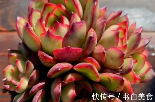 多肉宝丽安娜长期带红边,冬天稍微晒一下太阳叶片血红,你不养一棵吗?