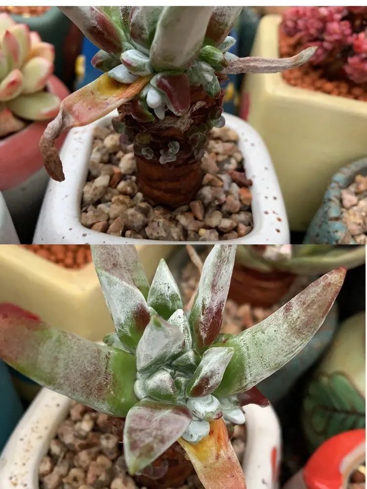 半年时间，多肉从3盆发展到600盆，入坑切莫太心急！