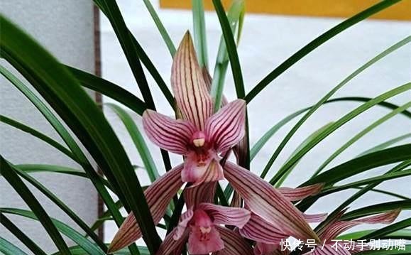 兰花|养兰花,牢记一个字,开花够豪气!