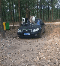 |搞笑GIF图:有这样的老婆 肯定能少活好几年