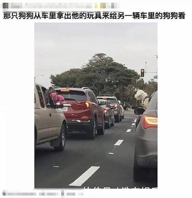 堵车时两只狗把头探出窗外,还以为在示好呢,看清后发现竟是炫耀