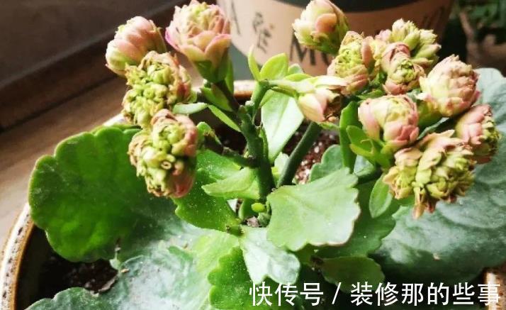 休眠期|夏季长寿花要休眠,但出现这些情况,一忽视就只能收获空盆